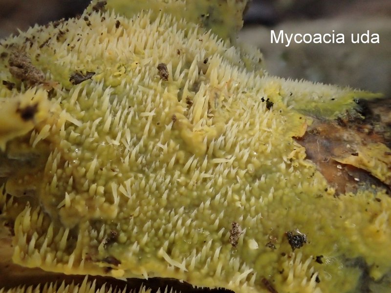 Mycoacia uda-amf-2208.jpg - Mycoacia uda ; Syn1: Phlebia uda ; Syn2: Hydnum udum ; Non français: Odontie humide
